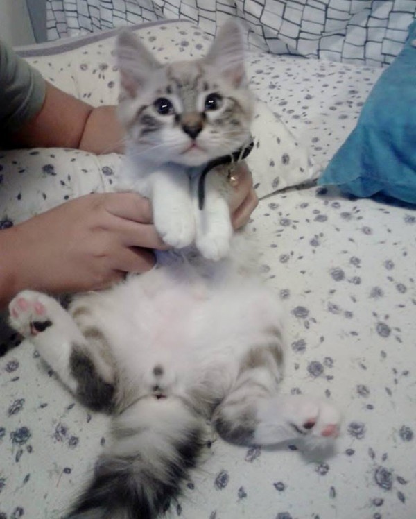 gatto4